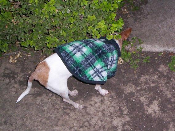 dog wearing plaid fleece cape