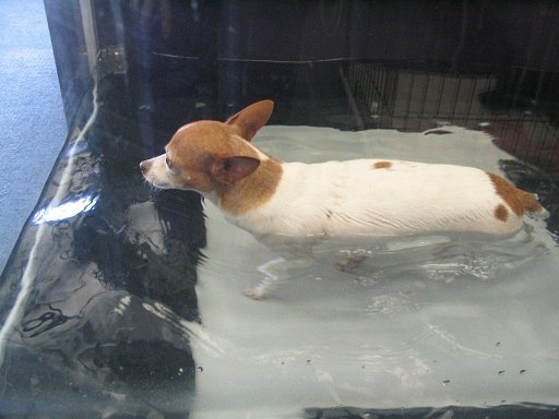 Dog exercising in underwater treadmill