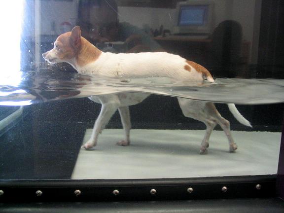 Dog exercising in underwater treadmill