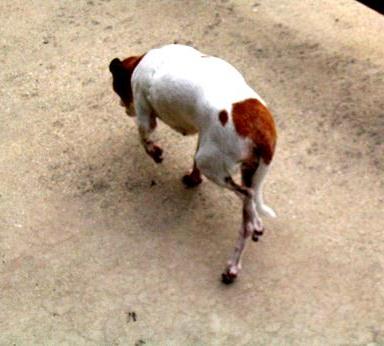 Dog spinal walking