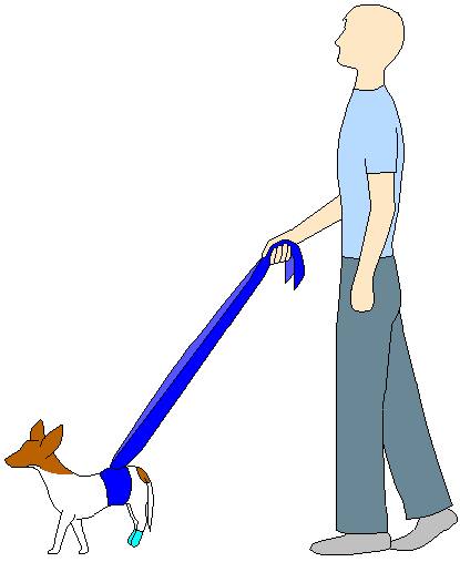 Scarf walking a paralyzed dog